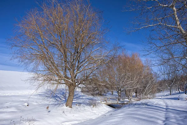 Árvores e parque nevado . — Fotografia de Stock