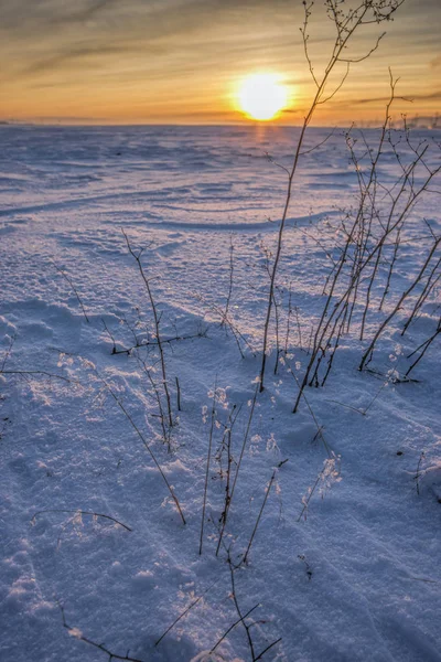 Rośliny w snowy pole o zachodzie słońca. — Zdjęcie stockowe