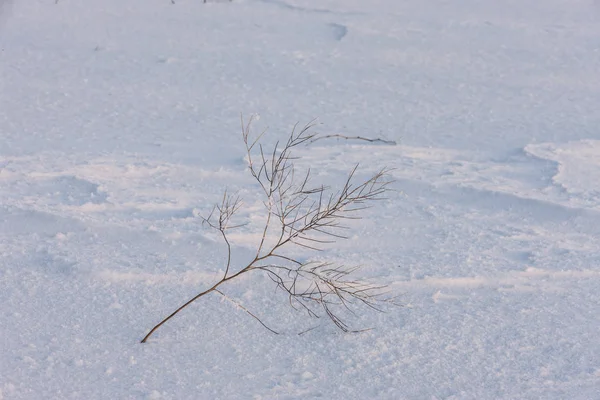 Liten anläggning lutande i snön. — Stockfoto