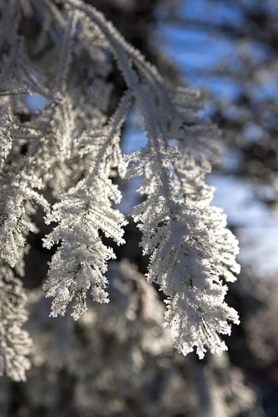 Nahaufnahme von starkem Frost auf Baum. — Stockfoto