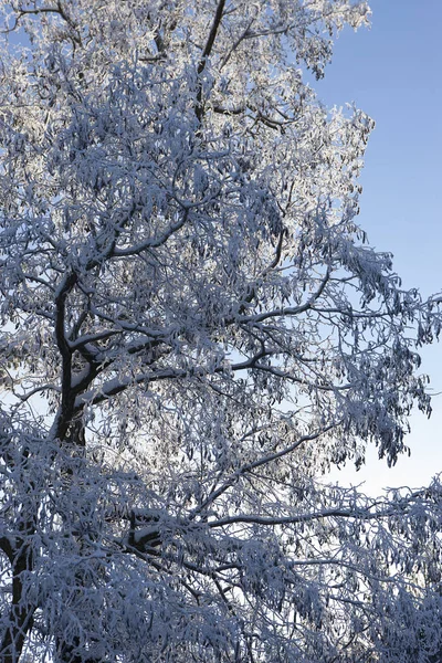 Arbre couvert de givre . — Photo