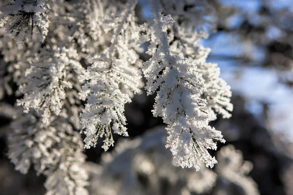 霜の霜で覆われているマツ大枝. — ストック写真