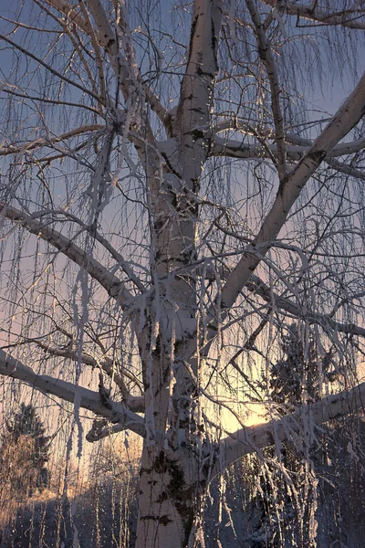 Arbre avec glace sur les branches . — Photo