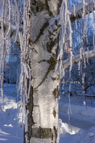 Kışın ağaç gövdesi yakın çekim. — Stok fotoğraf