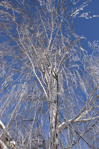 Mirando hacia arriba en el árbol cubierto de heladas . — Foto de Stock