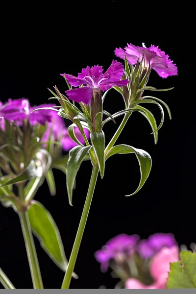 Närbild på lila dianthus. — Stockfoto