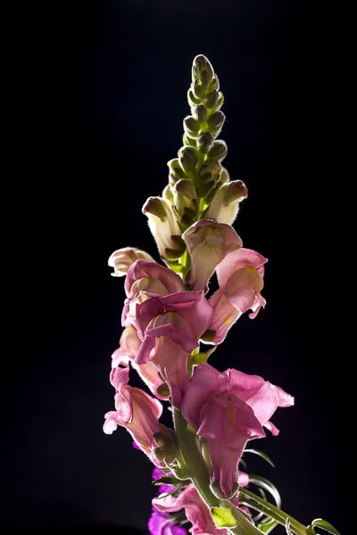 Belo snapdragon rosa . — Fotografia de Stock