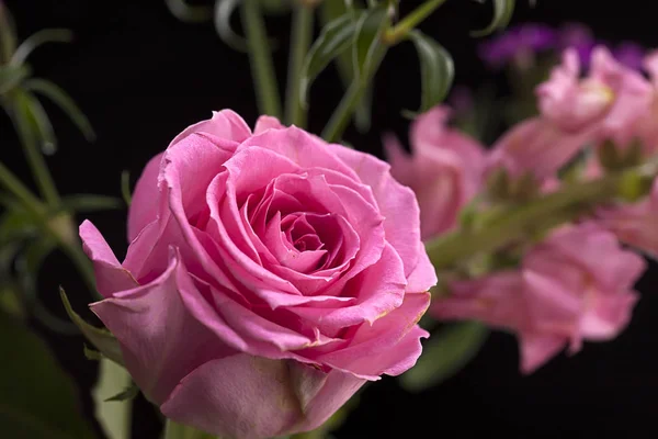 Gros plan d'une rose rose. — Photo