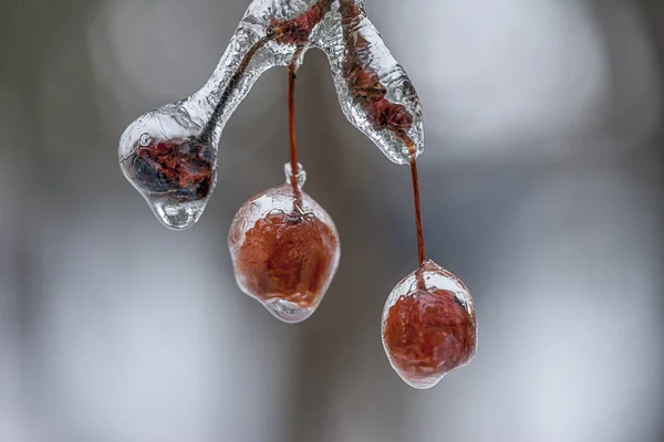 Ice covers tree berries. — Stock Photo, Image