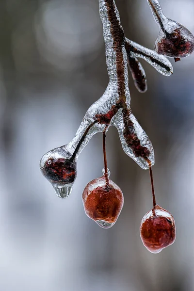 Bacche d'albero ricoperte di ghiaccio . — Foto Stock