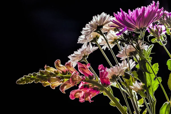 Snapdragon y las mamás flores . — Foto de Stock