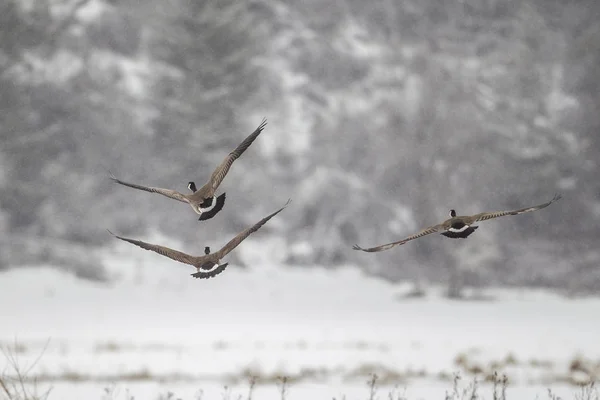 Oies volant à basse altitude en hiver . — Photo