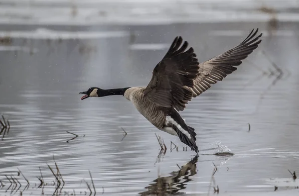 Goose makes a water landing. — Stock Photo, Image