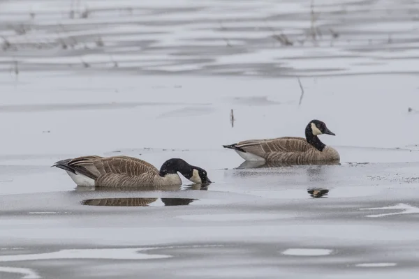 Pair of geese in partly frozen pond. — Stock Photo, Image