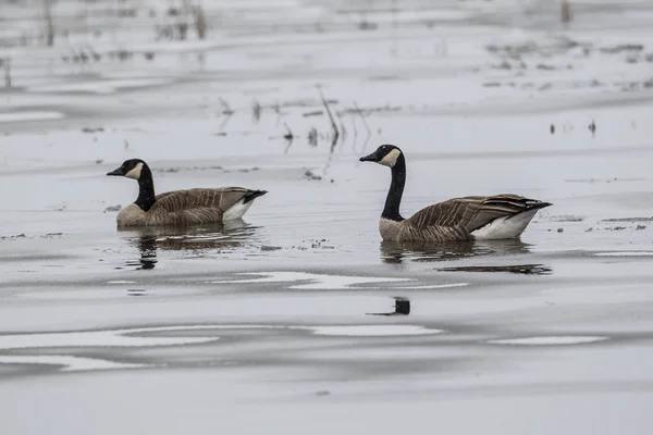 Pair of geese on frozen pond. — Stock Photo, Image