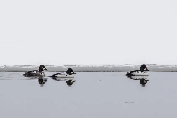 Common Goldeneye in a lake. — Stock Photo, Image