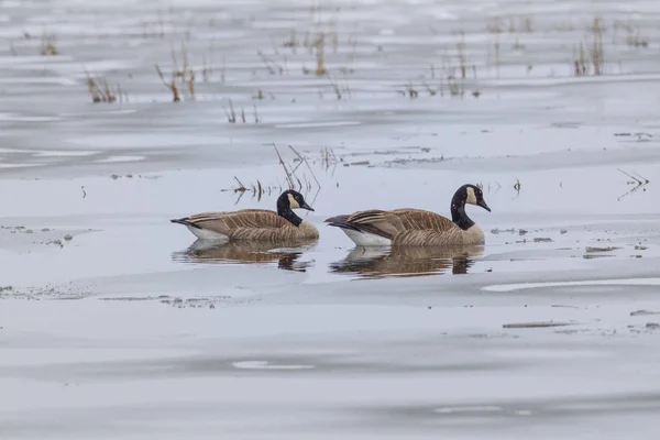 Casal de gansos em lago parcialmente congelado . — Fotografia de Stock