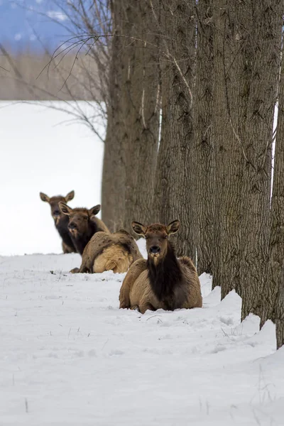 Üç geyik karda döşeme. — Stok fotoğraf