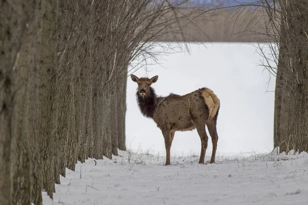 Elk stoi tylko w sadzie. — Zdjęcie stockowe