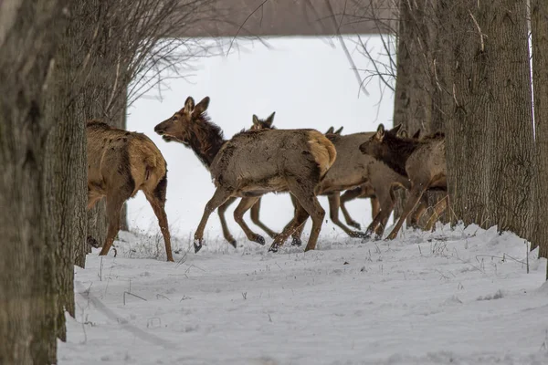 Wapiti courant parmi les arbres . — Photo