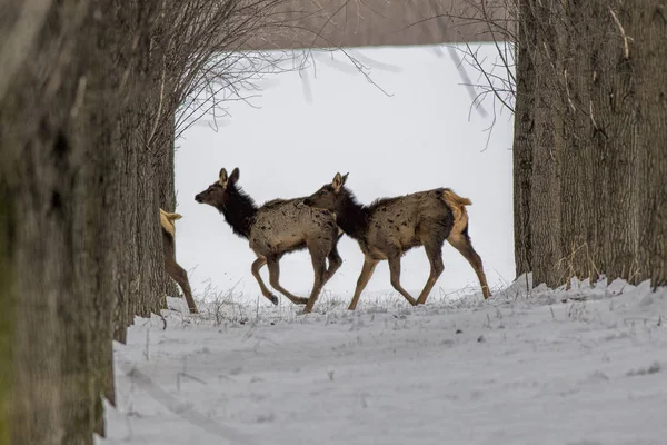 Des wapitis courent à travers le verger . — Photo