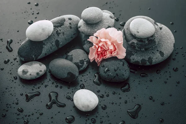 Fiore rosa in un'immagine in bianco e nero . — Foto Stock