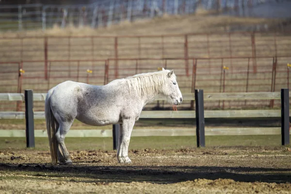 Cavallo bianco al pascolo. — Foto Stock