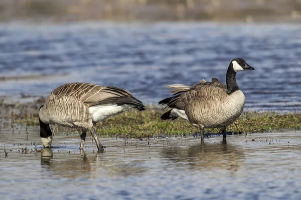 Två gäss vada i vattnet. — Stockfoto