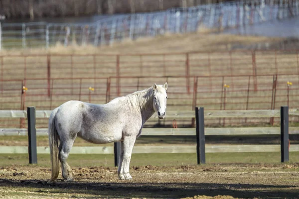 Bellissimo cavallo bianco . — Foto Stock