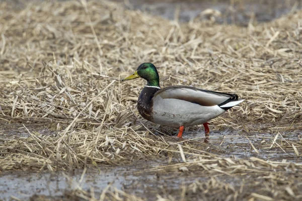 Mallard na área de pântano . — Fotografia de Stock