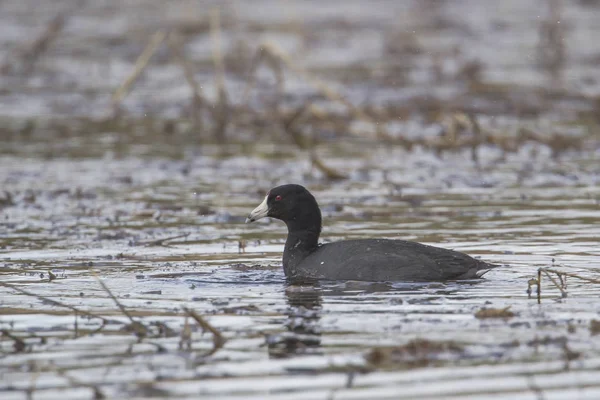 American coot in wetlands area. — Stock Photo, Image