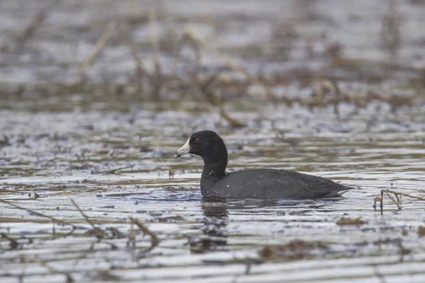 Coot americano na área das zonas húmidas . — Fotografia de Stock