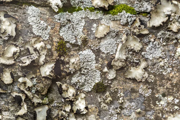 岩石上的苔藓和地衣. — 图库照片