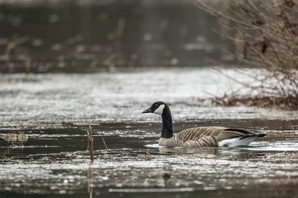 Goose swims in lake. — Stock Photo, Image