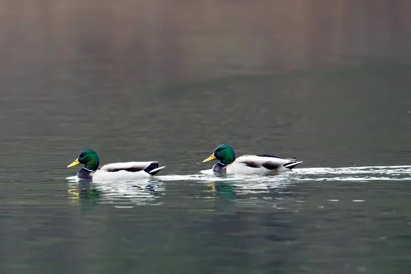 Two male mallards in the water. — Stock Photo, Image