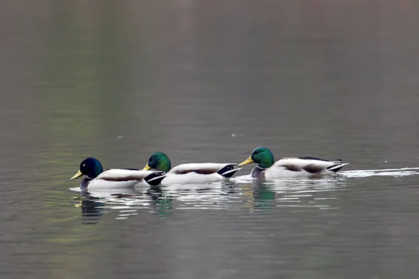 Three mallard ducks swimming together. — Stock Photo, Image