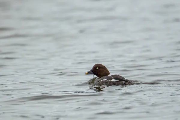 Vrouwelijke goldeneye zwemt in lake. — Stockfoto