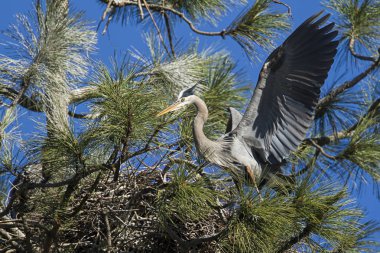 Heron kanatlı yuvada yaymak.