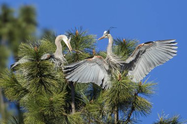 Heron dostum için sopa verir.