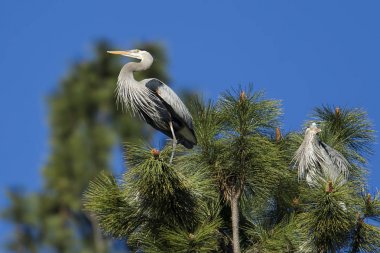 Balıkçıl bir dala tünemiş..