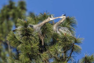 Alıngan mavi herons.