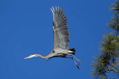 Heron ağaçtan havaya uçuyor.