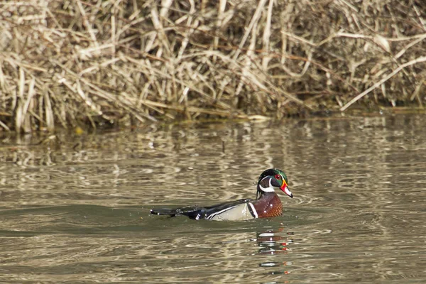 Colorful male wood duck. — Stock Photo, Image