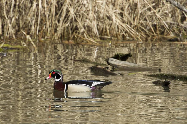 Wood duck swims in the lake. — Stock Photo, Image