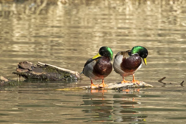 Two mallards on a log. — Stock Photo, Image