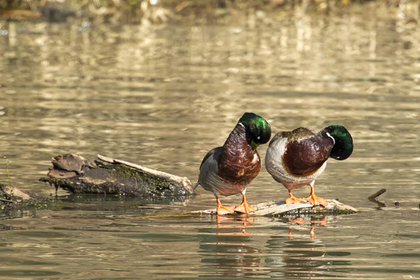 Samy preening samec kachny divoké. — Stock fotografie