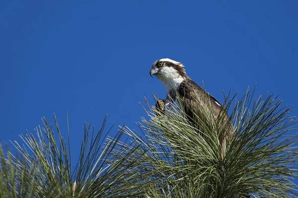 Osprey cocoțat în copac . — Fotografie, imagine de stoc