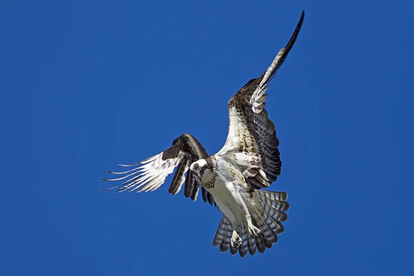 Osprey zweeft in de lucht. — Stockfoto