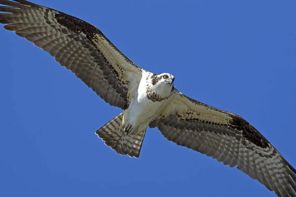 Ospreay szybuje wysoko. — Zdjęcie stockowe