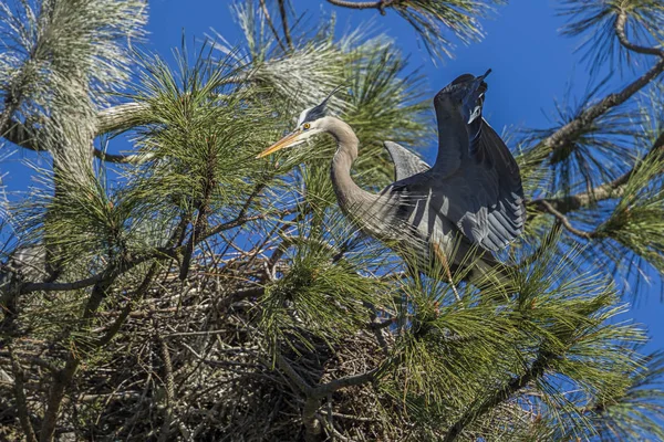 Heron kitárja szárnyait a fészek. — Stock Fotó